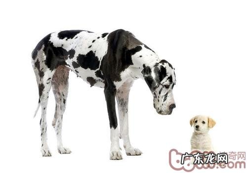 你的小狗为何难交友