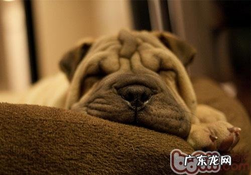 维护布艺沙发不被狗咬狗刨坏的四个窍门