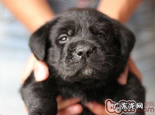 金毛的价格多少