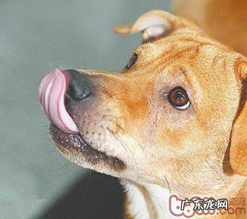 和狗啪啪也需拉开距离