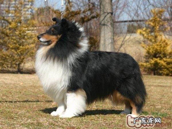 分析英国德牧犬与喜乐蒂犬的差别