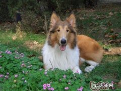 分析英国德牧犬与喜乐蒂犬的差别