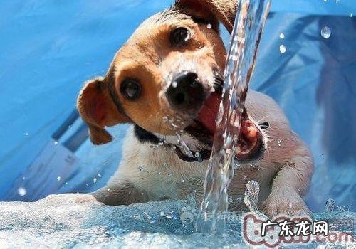 是不是该吃狗粮狗凉水