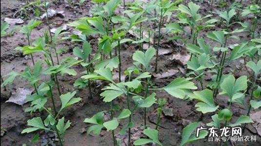 银杏树的繁殖方法和注意事项 银杏树的繁殖方法