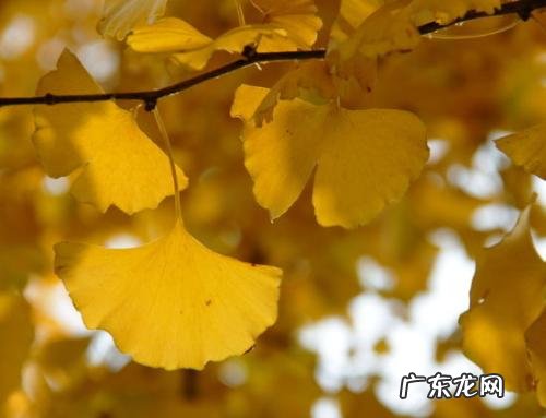 银杏树手抄报内容 关于银杏树的内容