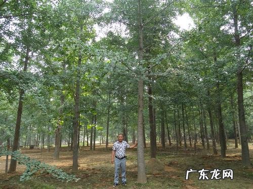 银杏树手抄报内容 关于银杏树的内容