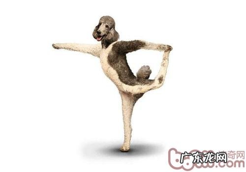 小狗喜爱扒人腿该怎么办