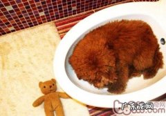 让小狗了解洗手间的作用