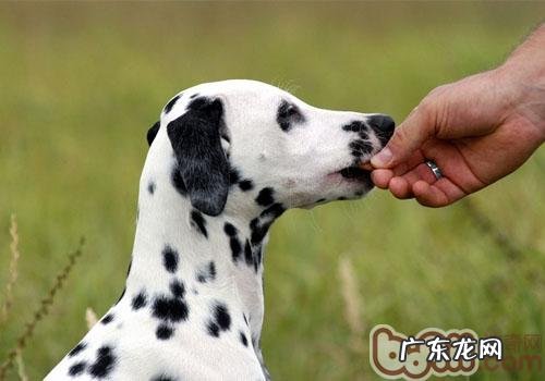 让小狗只吃你给的食材