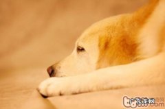 有关挑选全期主粮的科学研究表述