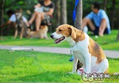 小狗进到老龄化期的主要表现及转变