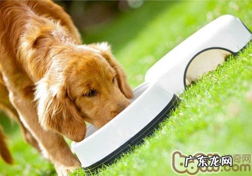 塑造小狗好的吃饭礼仪