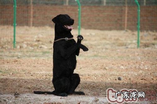 老年人金毛特别注意的难题