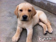 如何照料新生金毛