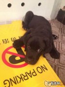 初学者该如何喂养拉布拉多犬