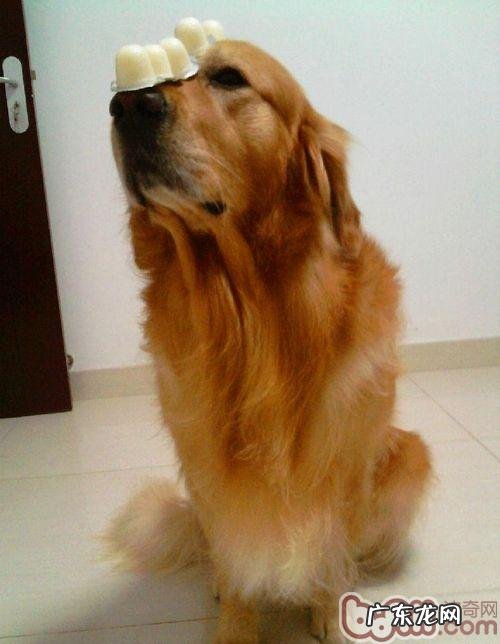 带金毛散散步的留意关键点