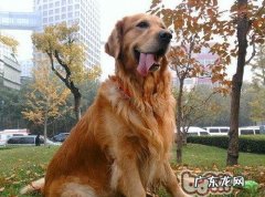 金毛的休重参照规范