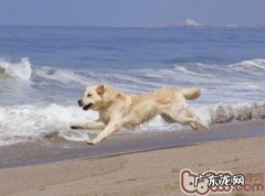 金毛什么食物不能吃