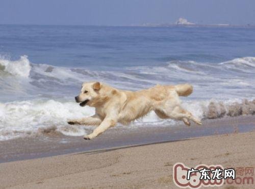 金毛什么食物不能吃