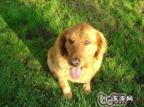 金毛一天喂几回好