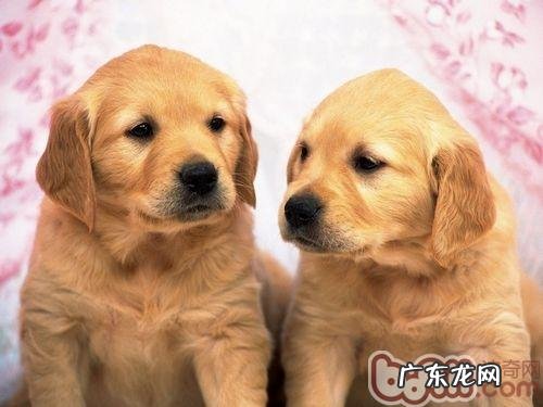 买一只金毛大概多少钱