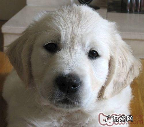 买一只金毛大概多少钱