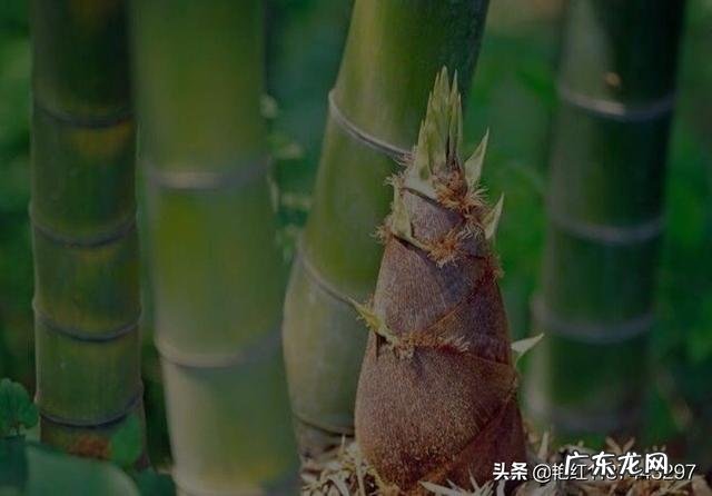 新鲜竹笋的最新吃法,你吃过吗