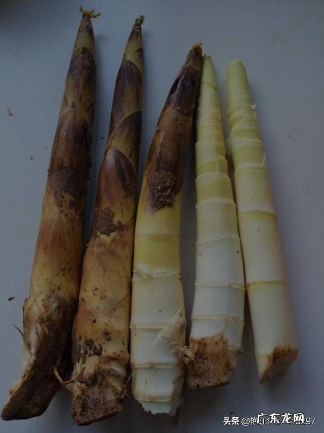 新鲜竹笋的最新吃法,你吃过吗
