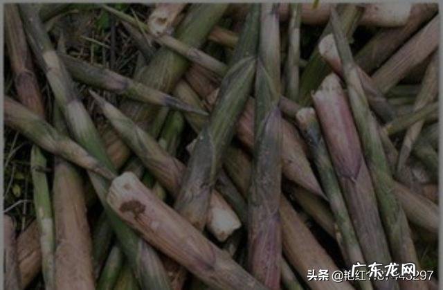 新鲜竹笋的最新吃法,你吃过吗