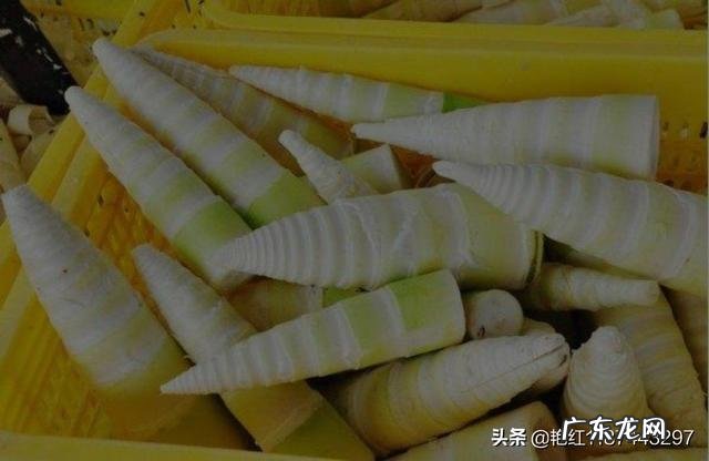 新鲜竹笋的最新吃法,你吃过吗