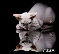 真的存在易瘦体质吗?易胖体质经调理可转变成易瘦体质？