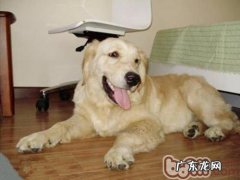 日常日常生活该怎样照料老龄化犬