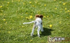 汇总狗狗尾巴的十种造型设计