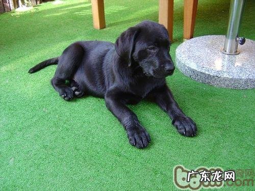 父母如何协助金毛除去头皮屑