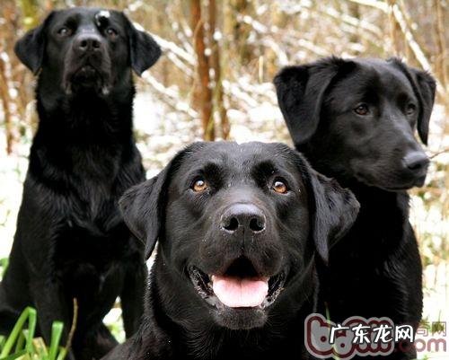 如何保养拉布拉多犬的耳孔