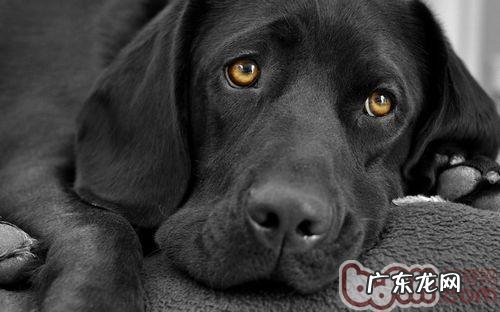 怎样保养金毛耳朵里面