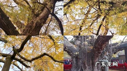 莒县浮来山千年银杏树 莒县千年银杏树的故事