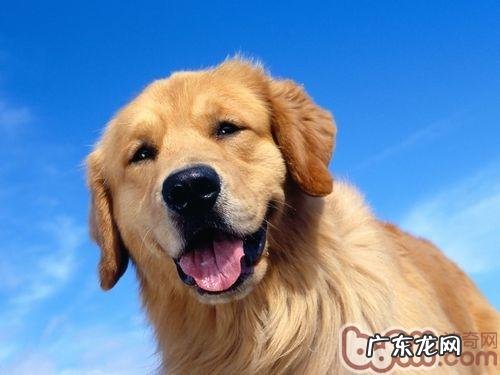 如何协助金毛狗狗刷牙漱口