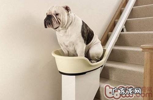 怎样带小狗下楼梯