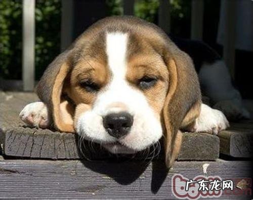 根据小狗排便观查身心健康