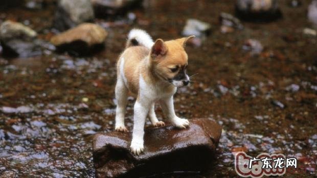 小狗胆怯根本原因