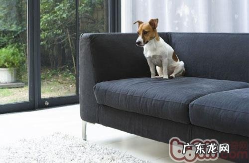 给小狗造就最适合的大客厅室内空间