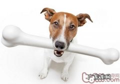 七大规范辨别小狗是不是身心健康