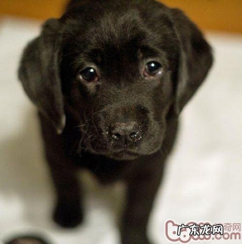 金毛与金毛的不同点点剖析