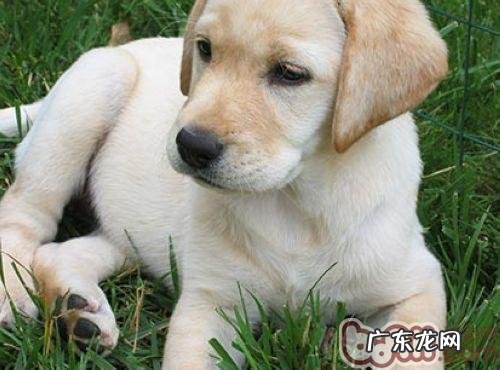 金毛与金毛的不同点点剖析