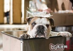 公寓楼养宠物必须注意什么