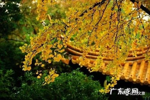 银杏与古建筑 银杏遇上古建筑