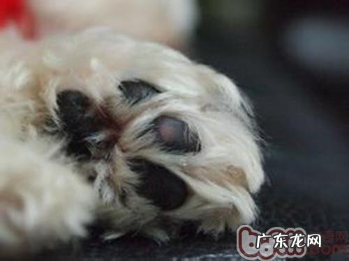 小狗足部负伤的解决方法