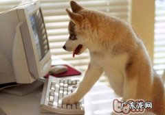 【检测】家里小狗的延展性有多大