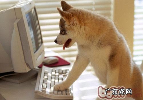 【检测】家里小狗的延展性有多大